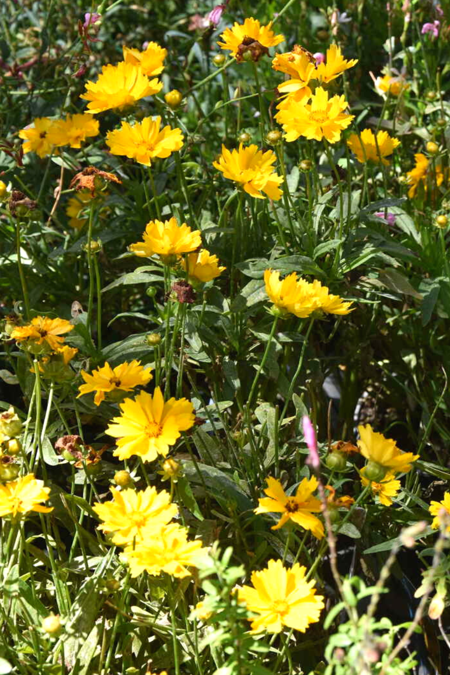 Les Serres Caladoises - Horaires d'été - Fleur jaune